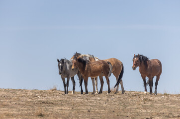 Obraz premium Wild Horses in the Utah Desert in Spring