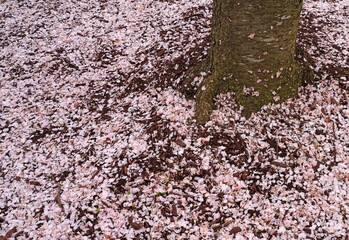Pink cherry blossom petals covering the ground under sakura trees in the spring