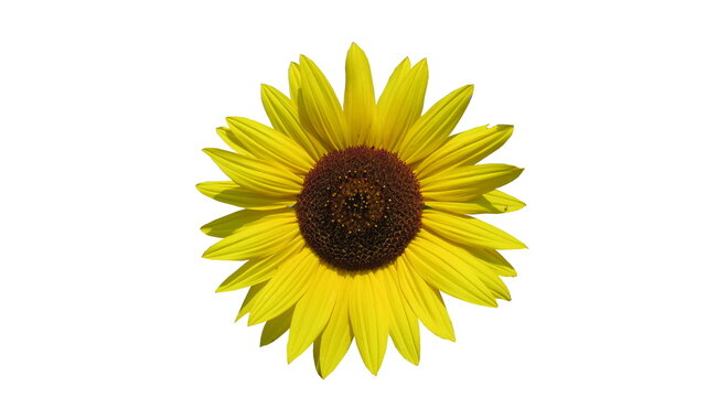 decorative sunflower isolated on white background