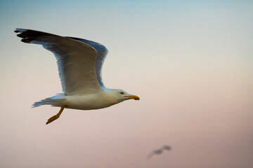 Big seagull walking at sand coast of the sea at the clear summer evening, wild nature birds