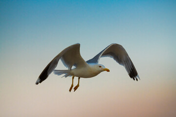 Big seagull walking at sand coast of the sea at the clear summer evening, wild nature birds