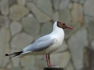 A white seagull with a brown head on the side close-up. Waterfowl.