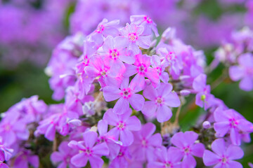Close-up of purple decorative flowers on a colorful blurry background