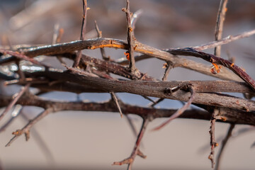 Close up bloody nails and crown of thorns as symbol of passion of Jesus Christ. Christianity and religion concept. Horizontal image.