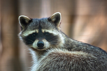 close-up portrait of a raccoon in the Odessa zoo on a summer day, animals in captivity