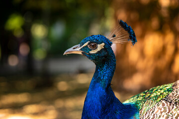 beautiful peacock with fluffy tail in the Odessa zoo