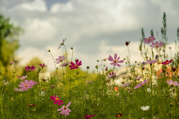 A flowerbed with cosmos flowers on a blurry background on a cloudy summer day.
