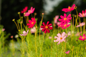 Flower bed in the early morning with cosmos flowers on a blurry background. Summer concept.