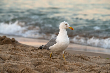 Big seagull walking at sand coast of the sea at the clear summer evening, wild nature birds