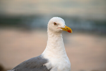 Big seagull walking at sand coast of the sea at the clear summer evening, wild nature birds