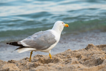 Big seagull walking at sand coast of the sea at the clear summer evening, wild nature birds