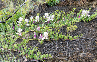 Capers are herbaceous, a flowering plant on the mountainside. Crimea.