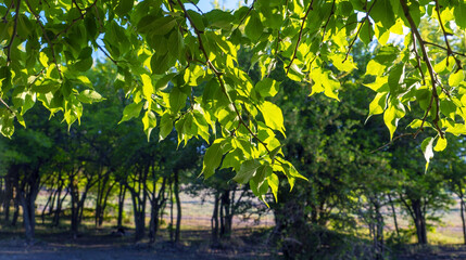 Leaves of maclure trees illuminated by sunlight . Crimea.