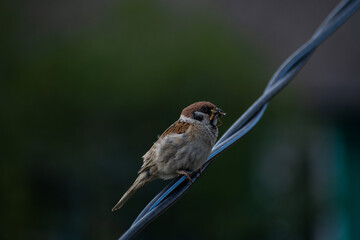 A tree sparrow sits on a wire and eats an insect in the village in summer