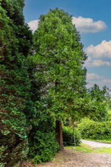 Frankincense cedar, Calocedrus decurrens or old name Libocedrus decurrens, evergreen conifer in...