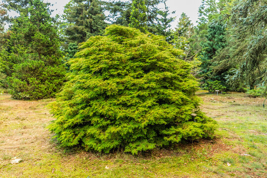 Solitaire Hinoki cypress or Japanese cypress, Chamaecyparis obtusa, native to central Japan and this specimen is in pinetum Ter Borgh