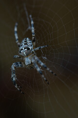 A spider in its web (macro)