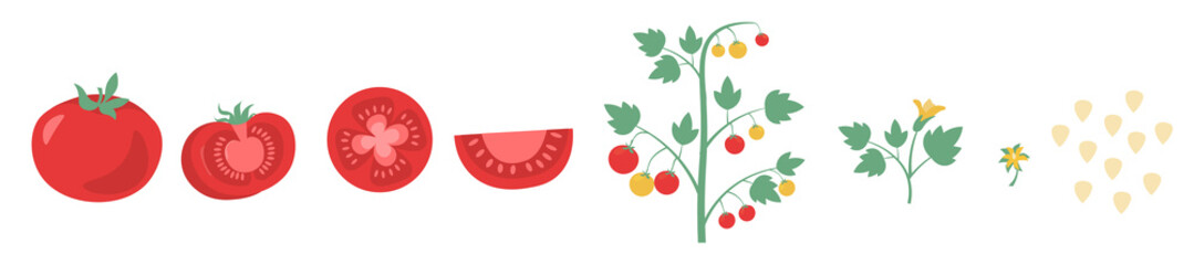 Red tomato set. Cut tomato, tomato slice, leaves, flowers and tomato seeds. Stages of vegetable growth. Design elements. Cartoon colorful flat vector illustration isolated on a white background