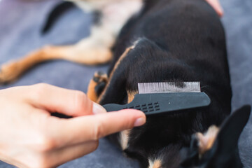 Process of brushing small black dog with small brush, taking care of dog, groomer combing fur of puppy