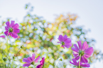 Pink flowers on soft background