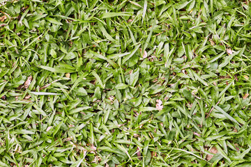 Textura de superficie de patrón de jardín. Vegetales verdes de árboles. Fondo de material exterior natural para decoración