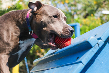 Pit Bull dog playing in the park and climbing on the ramp. Selective focus.