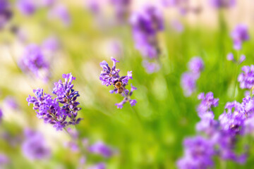 Close-up of lavender flower with a bee pollinating flowers on a summer day in the garden, selective soft focus.
