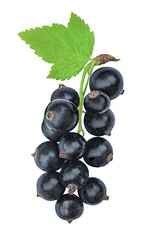 black currant isolated on white