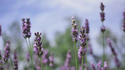 Lavender flower close up and blooming field in summer with blue sky. It give relax herb smell.