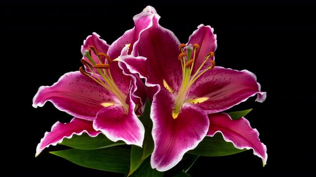 Beautiful pink Lily flower bud opening time lapse, close up, isolated on black background. 4K UHD video