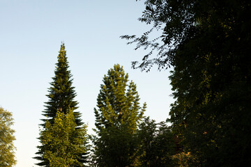 Tall spruce stands out from other trees. Landscape with a forest.