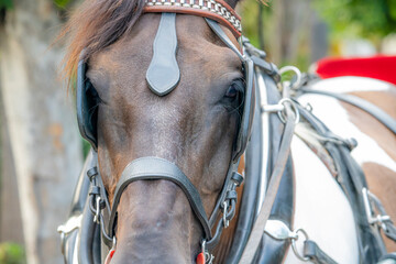Obraz premium Detail photograph of Horses in the center of Malaga during sunset on a summer day