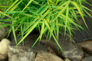 Plants in an artificial pond. Swamp plants on the water.