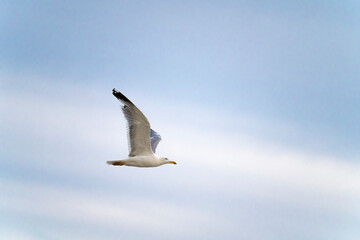 Seagulls flying over the port of Malaga in Spain, during the summer on a sunny day