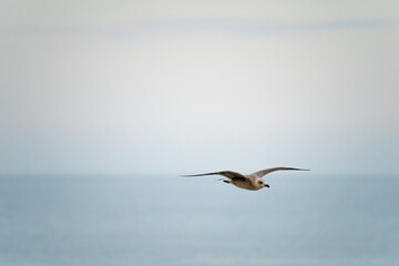Seagulls flying over the port of Malaga in Spain, during the summer on a sunny day