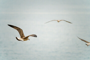 Seagulls flying over the port of Malaga in Spain, during the summer on a sunny day