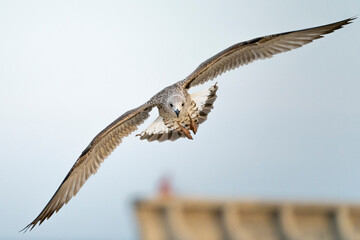 Seagulls flying over the port of Malaga in Spain, during the summer on a sunny day