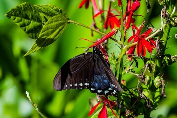 Butterfly on Cardinal Flower, Richard M Nixon County Park, York County, Pennsylvania, USA