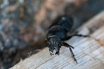 Spondylis buprestoides beetle