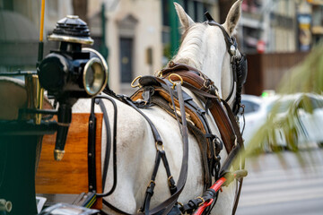Obraz premium Detail photograph of Horses in the center of Malaga during sunset on a summer day