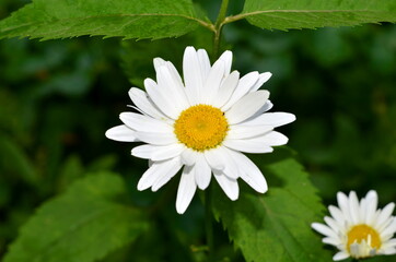 Fototapeta premium Large and small flowers of chamomile officinalis on a background of green vegetation.
