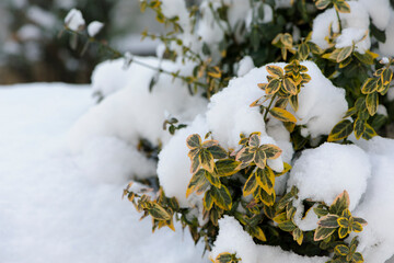 snow on green leaves, in spring. Green bushes covered with white snow in a winter frosty park. A bed of green plants under a continuous layer of pure white snow. Texture and background concept.