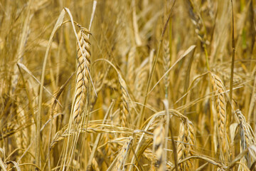 golden spikelets of wheat in the field close up. Ripe large golden ears of wheat against the yellow background of the field. Close-up, nature. The idea of a rich summer harvest, farming