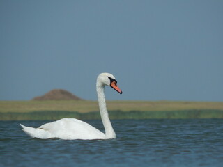 Fototapeta na wymiar white swan swims in a blue lake