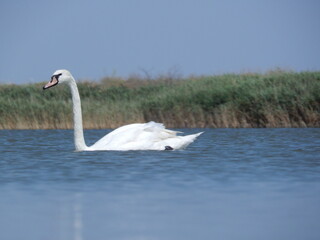 white swan swims in a blue lake