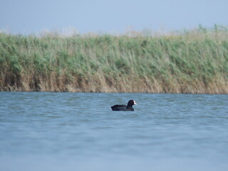 black swan swims in the lake