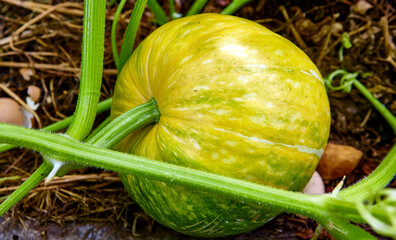 Big pumpkin growing on a pumpkin patch