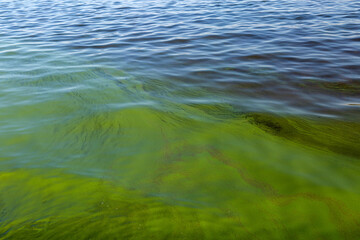 Green algae on water surface due to pollution of phosphates.