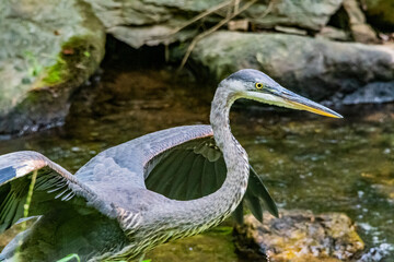Great Blue Heron Taking Flight, Richard M Nixon County Park, York County, Pennsylvania, USA
