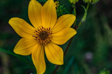 Early Morning Wildflower, Richard M Nixon County Park, York County, Pennsylvania, USA